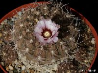 Gymnocalycium bodenbenderianum kozelskyanum P1040374.jpg